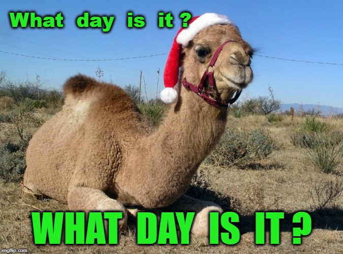 Christmas Camel | What  day  is  it ? WHAT  DAY  IS  IT ? | image tagged in christmas camel | made w/ Imgflip meme maker