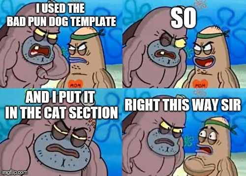 How Tough Are You |  SO; I USED THE BAD PUN DOG TEMPLATE; AND I PUT IT IN THE CAT SECTION; RIGHT THIS WAY SIR | image tagged in memes,how tough are you | made w/ Imgflip meme maker
