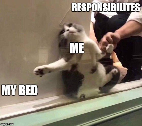 RESPONSIBILITES; ME; MY BED | image tagged in funny cat memes,cat memes,meme,my bed | made w/ Imgflip meme maker