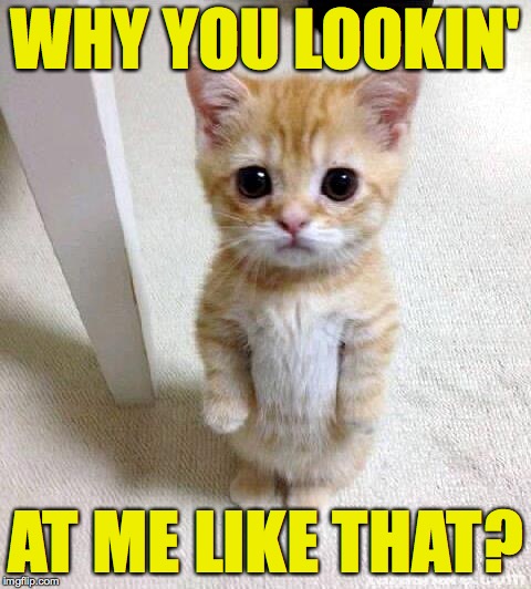 Cute Cat Meme | WHY YOU LOOKIN' AT ME LIKE THAT? | image tagged in memes,cute cat | made w/ Imgflip meme maker