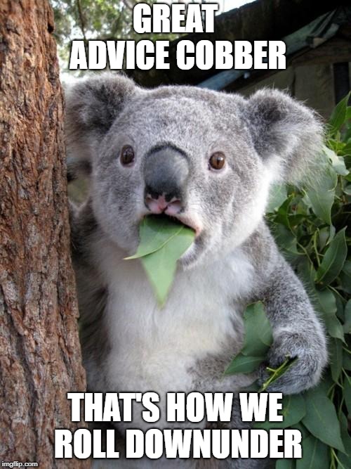 Surprised Koala Meme | GREAT ADVICE COBBER THAT'S HOW WE ROLL DOWNUNDER | image tagged in memes,surprised koala | made w/ Imgflip meme maker