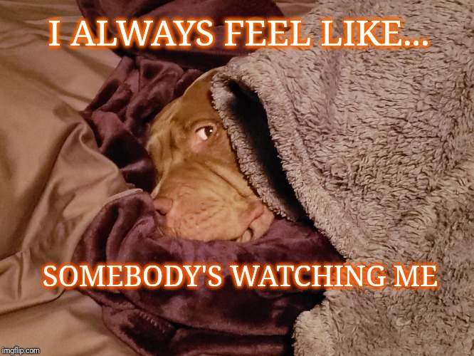 Dog hiding  | I ALWAYS FEEL LIKE... SOMEBODY'S WATCHING ME | image tagged in dog memes,cute dog | made w/ Imgflip meme maker