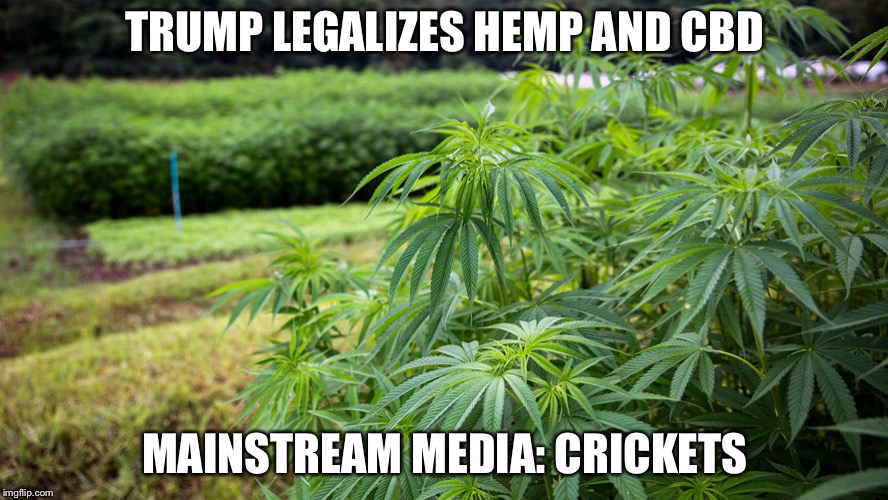 :crickets: | TRUMP LEGALIZES HEMP AND CBD; MAINSTREAM MEDIA: CRICKETS | image tagged in trump,executive orders,mainstream media,media bias | made w/ Imgflip meme maker