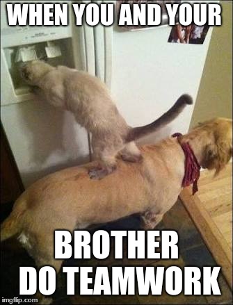 Smart animals | WHEN YOU AND YOUR; BROTHER DO TEAMWORK | image tagged in smart animals | made w/ Imgflip meme maker