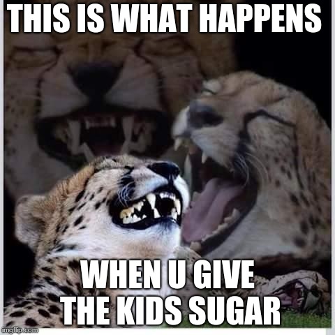 Funny cats | THIS IS WHAT HAPPENS; WHEN U GIVE THE KIDS SUGAR | image tagged in funny cats | made w/ Imgflip meme maker