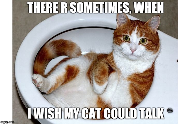 Funny Cat | THERE R SOMETIMES, WHEN; I WISH MY CAT COULD TALK | image tagged in funny cat | made w/ Imgflip meme maker