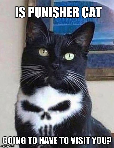 Punisher Cat | IS PUNISHER CAT; GOING TO HAVE TO VISIT YOU? | image tagged in punisher | made w/ Imgflip meme maker