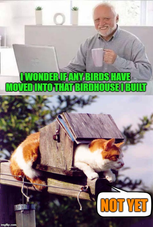 Bird Watching | I WONDER IF ANY BIRDS HAVE MOVED INTO THAT BIRDHOUSE I BUILT; NOT YET | image tagged in funny memes,hide the pain harold,cat,birds | made w/ Imgflip meme maker