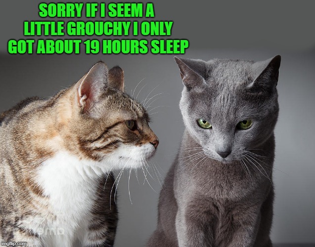 talking cats | SORRY IF I SEEM A LITTLE GROUCHY I ONLY GOT ABOUT 19 HOURS SLEEP | image tagged in cats,sleep,all the time | made w/ Imgflip meme maker
