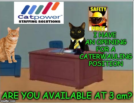 Cat Employment Agency | I HAVE AN OPENING FOR A CATERWAULING POSITION; ARE YOU AVAILABLE AT 3 am? | image tagged in funny memes,cats,cat,cat memes,job interview | made w/ Imgflip meme maker