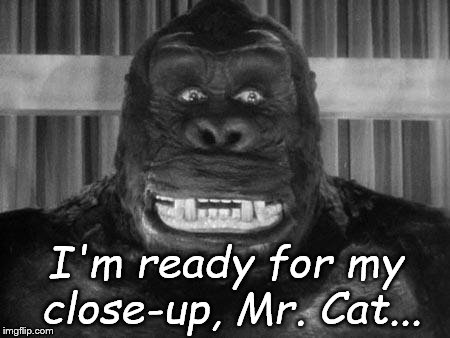 King kong | I'm ready for my close-up, Mr. Cat... | image tagged in king kong | made w/ Imgflip meme maker