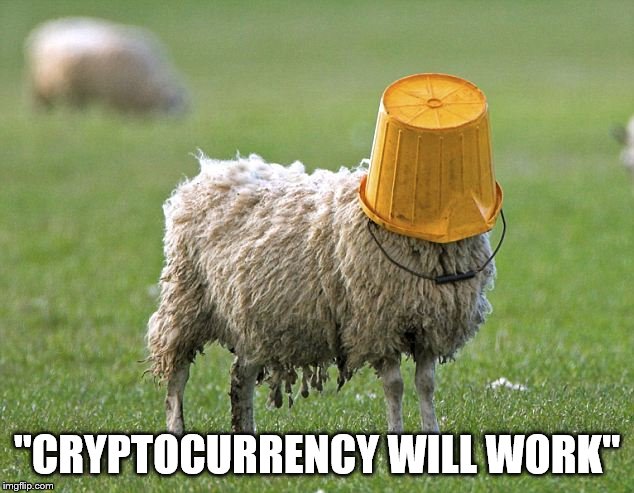 stupid sheep | "CRYPTOCURRENCY WILL WORK" | image tagged in stupid sheep | made w/ Imgflip meme maker
