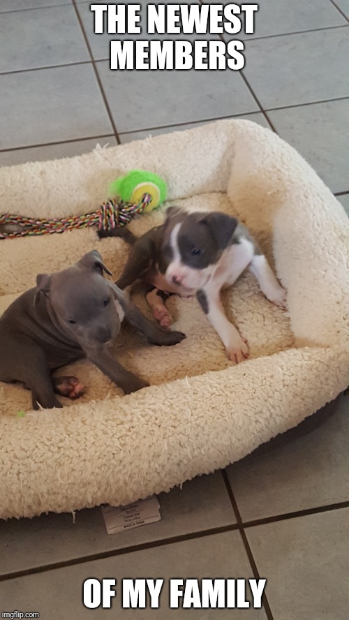 Newest edition to my family | THE NEWEST MEMBERS; OF MY FAMILY | image tagged in dogs,family,new | made w/ Imgflip meme maker