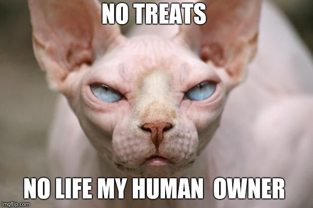 Evil Cat | NO TREATS; NO LIFE MY HUMAN  OWNER | image tagged in evil cat | made w/ Imgflip meme maker