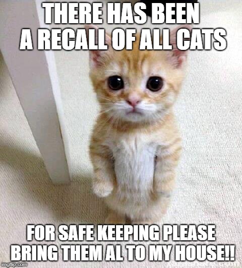 Cute Cat Meme | THERE HAS BEEN A RECALL OF ALL CATS; FOR SAFE KEEPING PLEASE BRING THEM AL TO MY HOUSE!! | image tagged in memes,cute cat | made w/ Imgflip meme maker