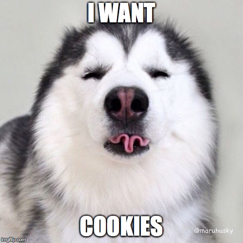 I WANT; COOKIES | image tagged in husky,memes | made w/ Imgflip meme maker