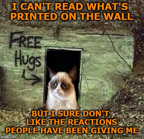 Quit hugging me | I CAN'T READ WHAT'S PRINTED ON THE WALL; BUT I SURE DON'T LIKE THE REACTIONS PEOPLE HAVE BEEN GIVING ME | image tagged in funny memes,grumpy cat,cat,free hugs,cat memes | made w/ Imgflip meme maker