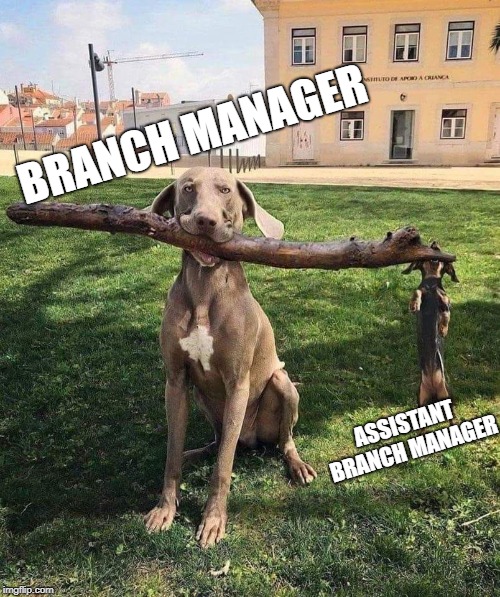 Chain of command. | BRANCH MANAGER; ASSISTANT BRANCH MANAGER | image tagged in funny dogs,funny dog,funny dog memes,funny memes,dog week | made w/ Imgflip meme maker