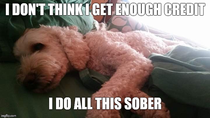I DON'T THINK I GET ENOUGH CREDIT; I DO ALL THIS SOBER | image tagged in dogs,drinking,funny memes,christmas | made w/ Imgflip meme maker