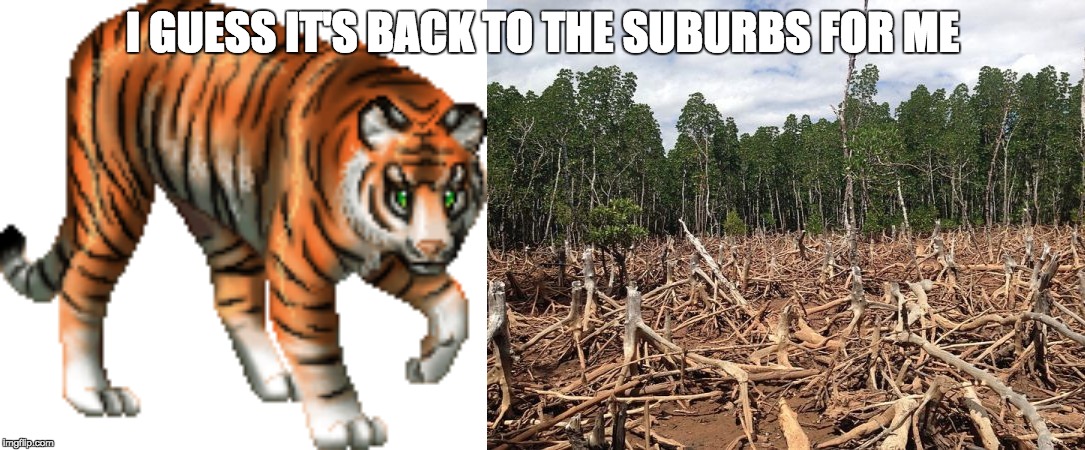 Forest Destruction Effects on Mr. Tiger | I GUESS IT'S BACK TO THE SUBURBS FOR ME | image tagged in amazon,tiger,moving | made w/ Imgflip meme maker