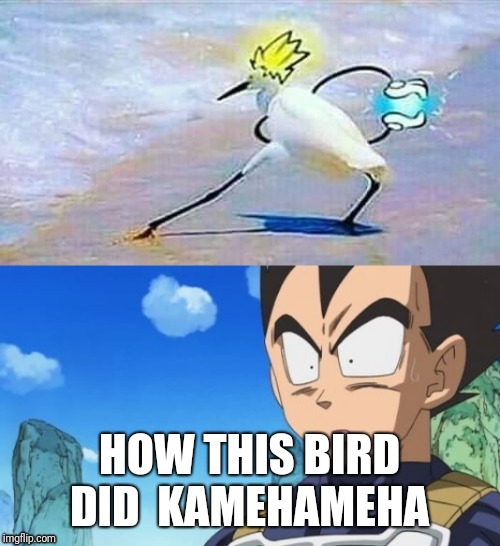 HOW THIS BIRD DID 
KAMEHAMEHA | image tagged in surprized vegeta,funny memes,anime,dragon ball z | made w/ Imgflip meme maker