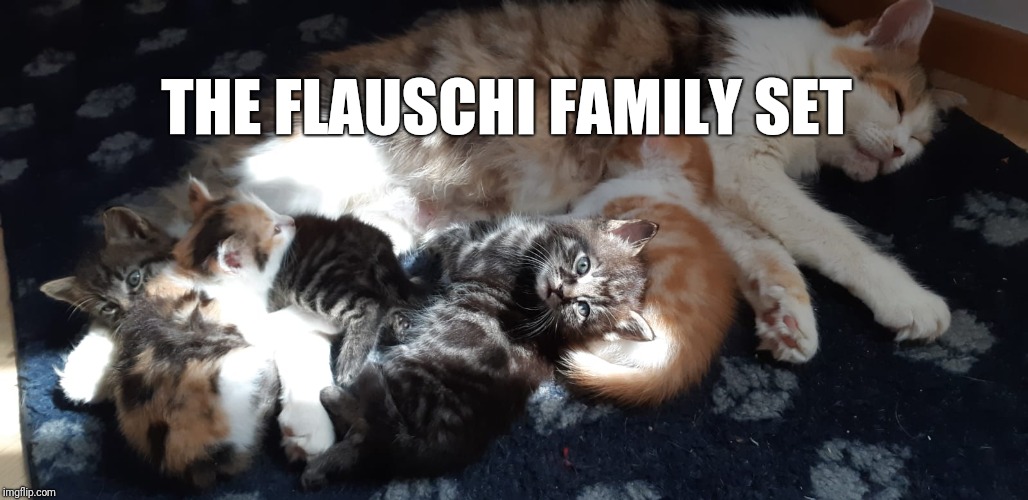 THE FLAUSCHI FAMILY SET | image tagged in funny,cats,kitten | made w/ Imgflip meme maker