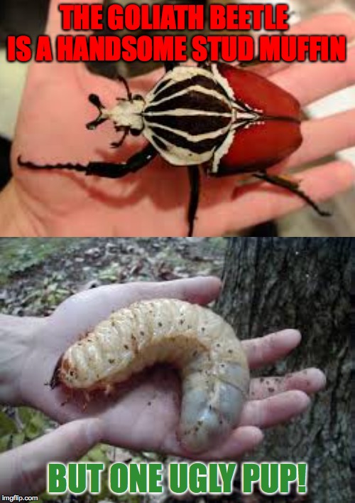 Ugly bug week.  Dec 22-28.  A Heavencanwait event  ( : | THE GOLIATH BEETLE IS A HANDSOME STUD MUFFIN; BUT ONE UGLY PUP! | image tagged in memes,goliath beetle,ugly bug week,heavencanwait | made w/ Imgflip meme maker