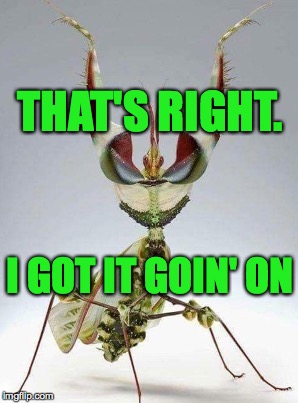Praying mantis so diva!  Ugly bug week.  Dec 22-28.  A Heavencanwait event  ( : | THAT'S RIGHT. I GOT IT GOIN' ON | image tagged in memes,praying mantis,ugly bug week,heavencanwait,diva | made w/ Imgflip meme maker
