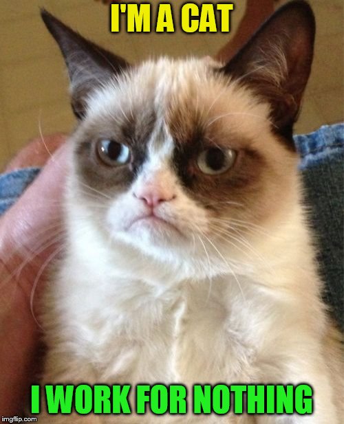Grumpy Cat Meme | I'M A CAT I WORK FOR NOTHING | image tagged in memes,grumpy cat | made w/ Imgflip meme maker