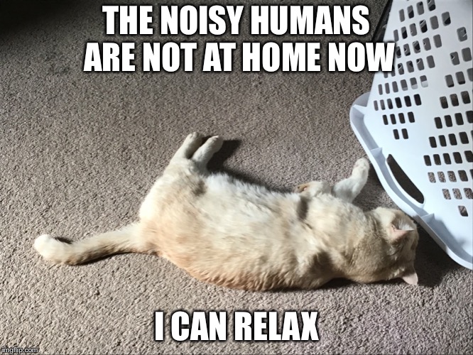 Sleeping cat | THE NOISY HUMANS ARE NOT AT HOME NOW; I CAN RELAX | image tagged in cats | made w/ Imgflip meme maker