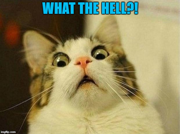 Scared Cat Meme | WHAT THE HELL?! | image tagged in memes,scared cat | made w/ Imgflip meme maker