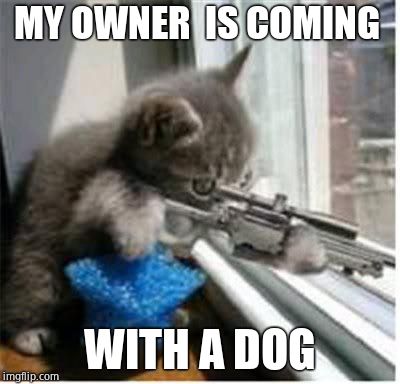 cats with guns | MY OWNER  IS COMING; WITH A DOG | image tagged in cats with guns | made w/ Imgflip meme maker