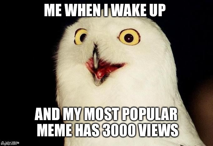 Orly Owl | ME WHEN I WAKE UP; AND MY MOST POPULAR MEME HAS 3000 VIEWS | image tagged in orly owl | made w/ Imgflip meme maker