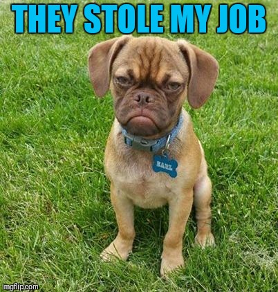 Grumpy Dog | THEY STOLE MY JOB | image tagged in grumpy dog | made w/ Imgflip meme maker