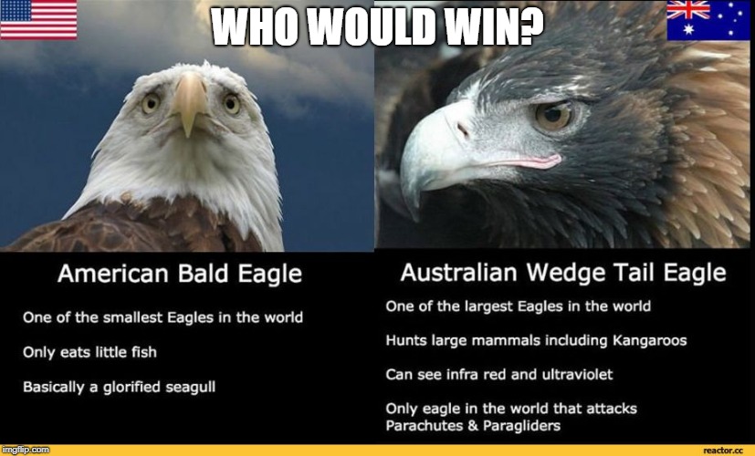 Australia vs america | WHO WOULD WIN? | image tagged in australia,america,eagle,eagles,memes | made w/ Imgflip meme maker