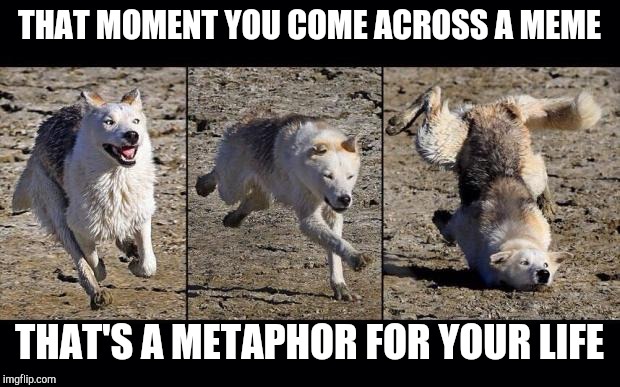 Me and life decisions | THAT MOMENT YOU COME ACROSS A MEME; THAT'S A METAPHOR FOR YOUR LIFE | image tagged in moon moon,memes,metaphors,life | made w/ Imgflip meme maker
