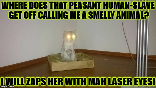 WHERE DOES THAT PEASANT HUMAN-SLAVE GET OFF CALLING ME A SMELLY ANIMAL? I WILL ZAPS HER WITH MAH LASER EYES! | image tagged in laser cat | made w/ Imgflip meme maker