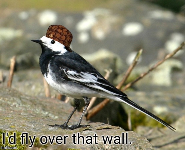 Savage Pied Wagtail | I'd fly over that wall. | image tagged in savage pied wagtail,scumbag | made w/ Imgflip meme maker