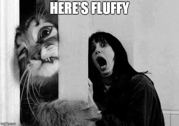 HERE'S FLUFFY | image tagged in cats,the shining | made w/ Imgflip meme maker