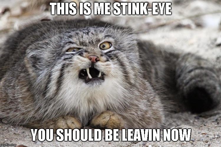 My stink eye | THIS IS ME STINK-EYE; YOU SHOULD BE LEAVIN NOW | image tagged in cats,stinkeye | made w/ Imgflip meme maker