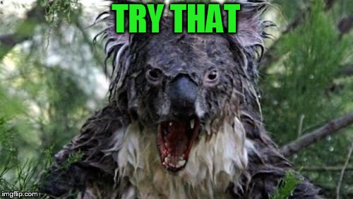 Angry Koala Meme | TRY THAT | image tagged in memes,angry koala | made w/ Imgflip meme maker