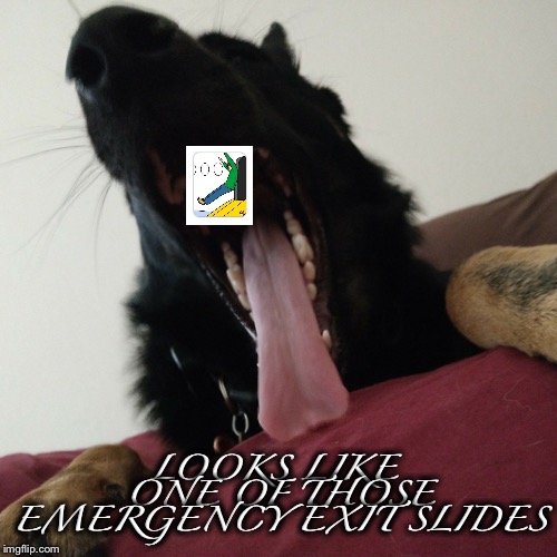 Looks Like a Metaphor  | LOOKS LIKE ONE OF THOSE EMERGENCY EXIT SLIDES | image tagged in dog,tongue,emergency exit,slide,yawn,airplane | made w/ Imgflip meme maker
