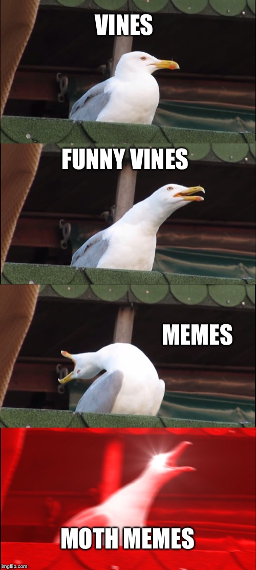 Inhaling Seagull Meme | VINES; FUNNY VINES; MEMES; MOTH MEMES | image tagged in memes,inhaling seagull | made w/ Imgflip meme maker