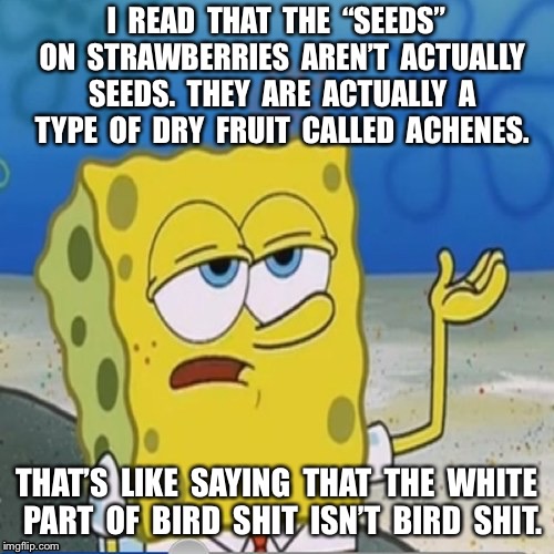 Spongebob whatever | I  READ  THAT  THE  “SEEDS”  ON  STRAWBERRIES  AREN’T  ACTUALLY  SEEDS.  THEY  ARE  ACTUALLY  A  TYPE  OF  DRY  FRUIT  CALLED  ACHENES. THAT’S  LIKE  SAYING  THAT  THE  WHITE  PART  OF  BIRD  SHIT  ISN’T  BIRD  SHIT. | image tagged in spongebob whatever | made w/ Imgflip meme maker