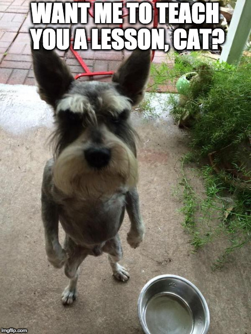 Angry dog | WANT ME TO TEACH YOU A LESSON, CAT? | image tagged in angry dog | made w/ Imgflip meme maker