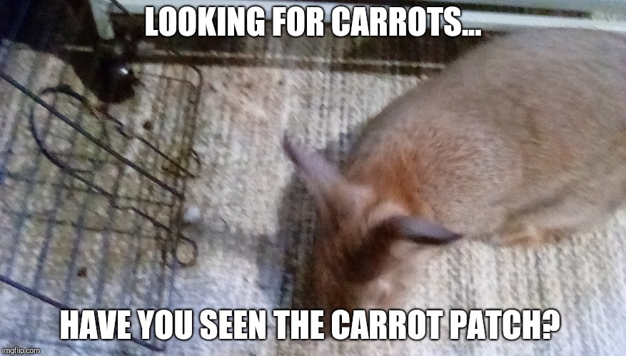 LOOKING FOR CARROTS... HAVE YOU SEEN THE CARROT PATCH? | image tagged in bunny | made w/ Imgflip meme maker
