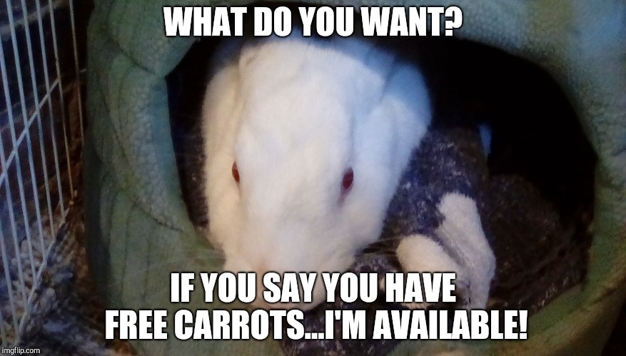 WHAT DO YOU WANT? IF YOU SAY YOU HAVE FREE CARROTS...I'M AVAILABLE! | image tagged in bunny | made w/ Imgflip meme maker