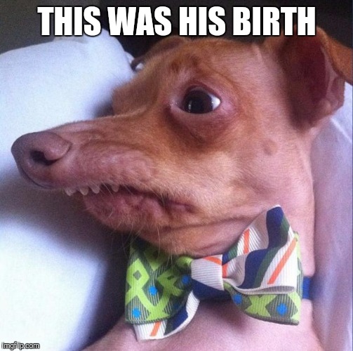 Tuna the dog (Phteven) | THIS WAS HIS BIRTH | image tagged in tuna the dog phteven | made w/ Imgflip meme maker