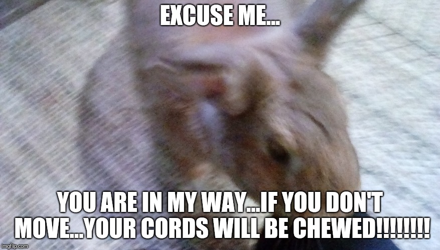 EXCUSE ME... YOU ARE IN MY WAY...IF YOU DON'T MOVE...YOUR CORDS WILL BE CHEWED!!!!!!!! | image tagged in bunny | made w/ Imgflip meme maker