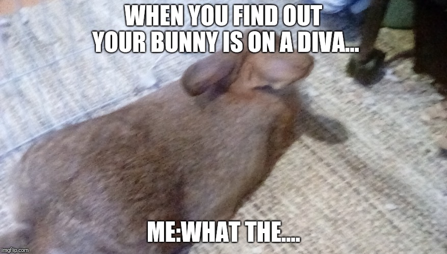 WHEN YOU FIND OUT YOUR BUNNY IS ON A DIVA... ME:WHAT THE.... | made w/ Imgflip meme maker